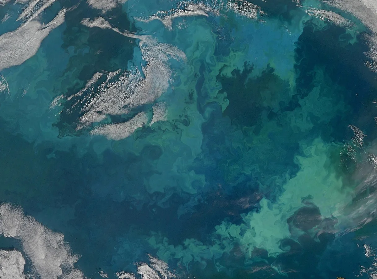 Сателитна снимка на цъфтеж на фитопланктон в океана, сини и зелени вихри.  (NASA Earth Observatory, свободни за ползване)